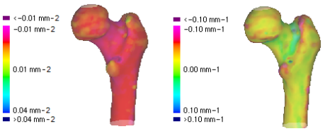 Gaussian and mean curvatures calculated from a femur surface